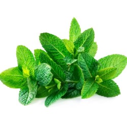 Fresh Mint- A Bunch